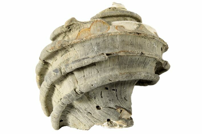 Pliocene Aged Fossil Gastropod (Ecphora) - Virginia #189558